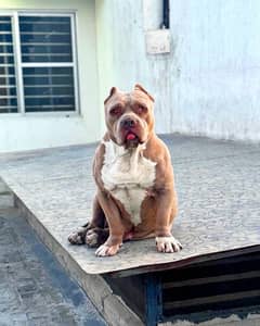 American Bully ! STUD ONLY !!!!!! STUD ONLYYY !! not for Sale