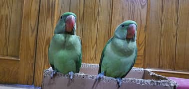 Raw Parrots (Pair)