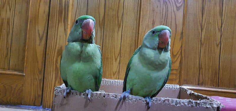Raw Parrots (Pair) 0