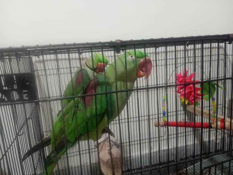 taking parrot 2