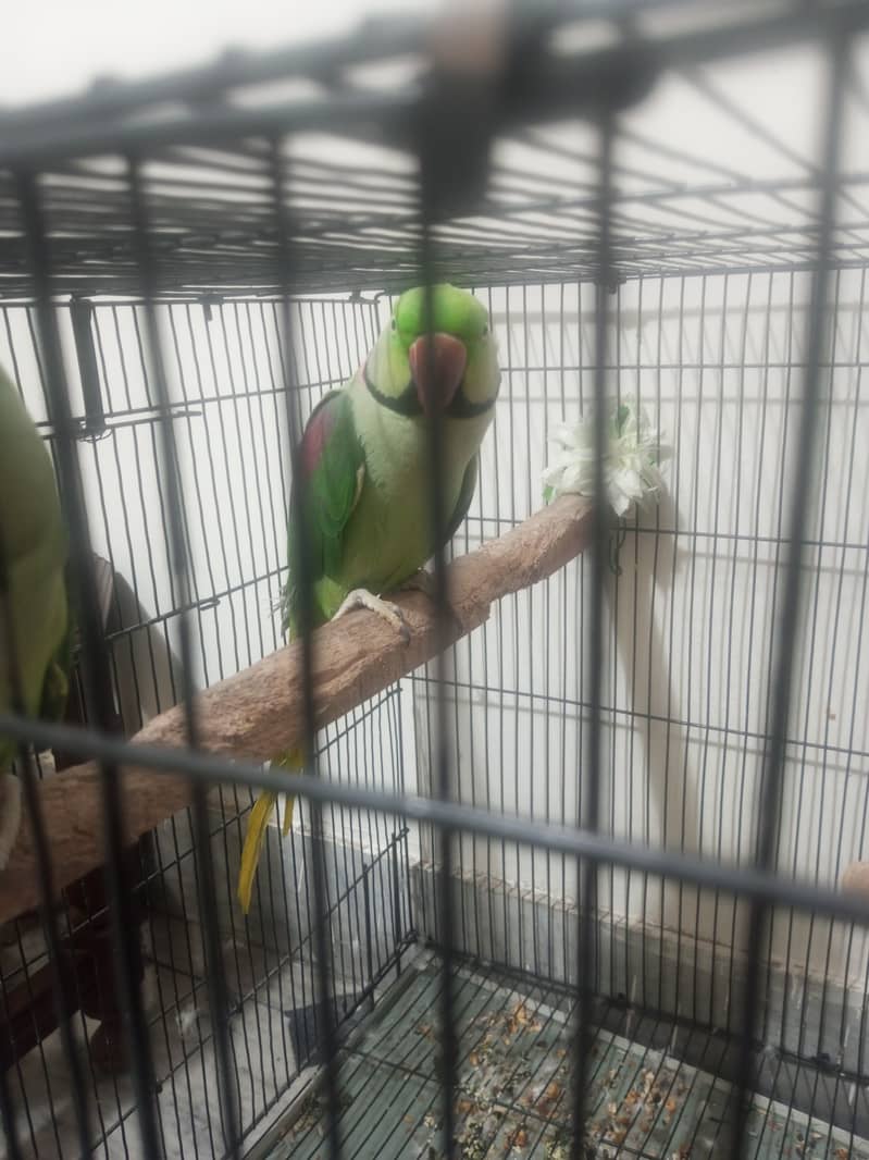 taking parrot 3