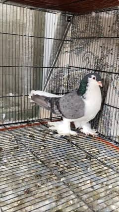 German Sherazi Lahore Pigeon Breeder Pigeons for Sale