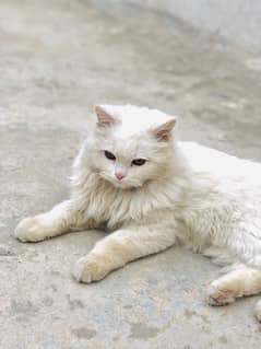 persian Cat for sale