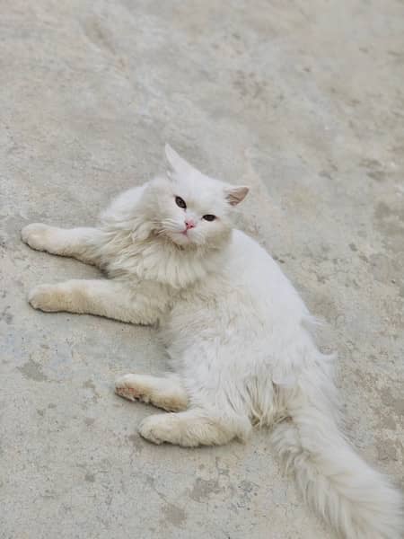 persian Cat for sale 2