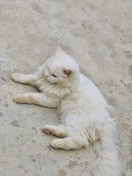 persian Cat for sale 3