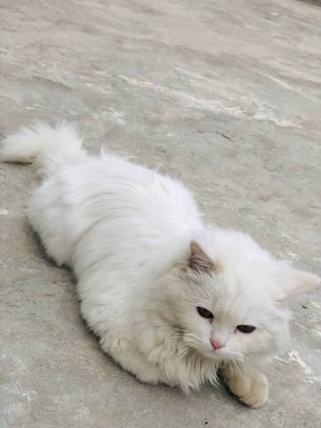 persian Cat for sale 4