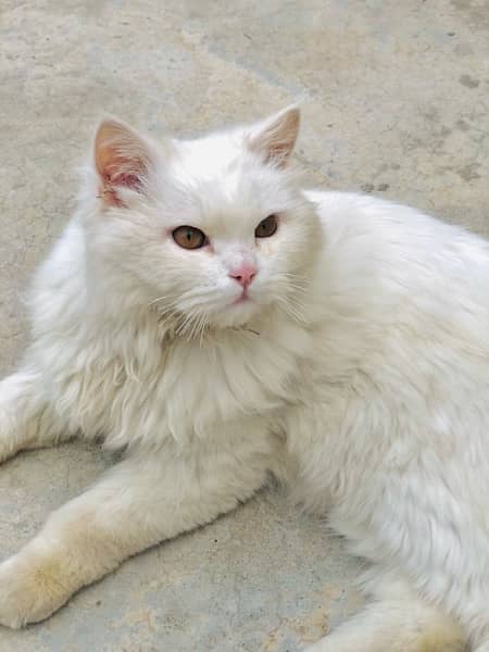 persian Cat for sale 5
