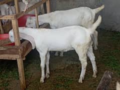 Rajhan Puri Goats/ Goats for sale 0