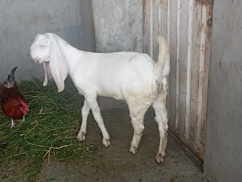 Rajhan Puri Goats/ Goats for sale 2