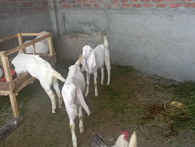Rajhan Puri Goats/ Goats for sale 3