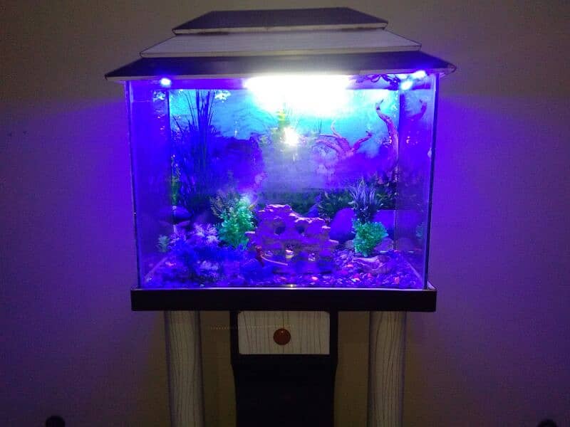 Aquarium for fish 4