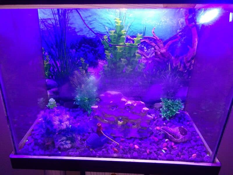 Aquarium for fish 5