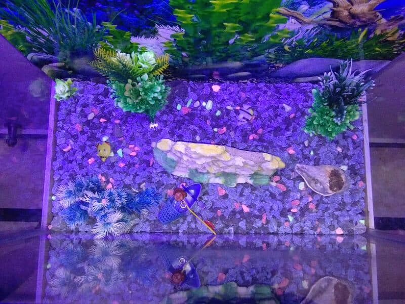 Aquarium for fish 7