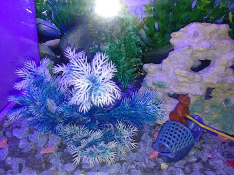 Aquarium for fish 8