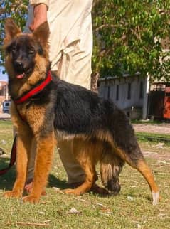 Pure Belgium Shepherd King size female full security guard   for sale