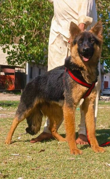 Pure Belgium Shepherd King size female full security guard   for sale 1