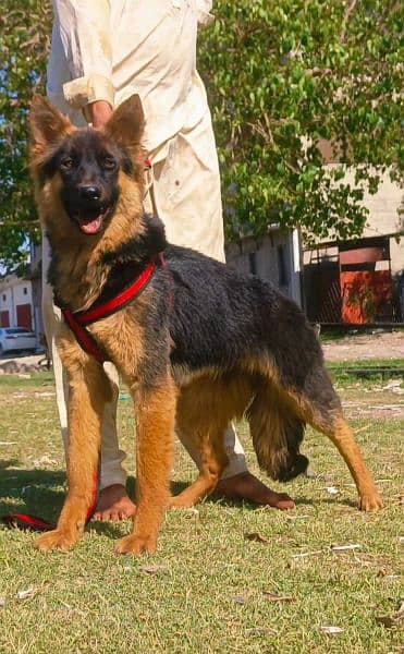 Pure Belgium Shepherd King size female full security guard   for sale 2