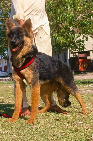 Pure Belgium Shepherd King size female full security guard   for sale 3