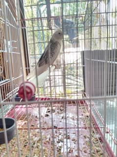 Cockatiel Parrot White And Grey Color With Cage 0