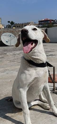 Labrador Female