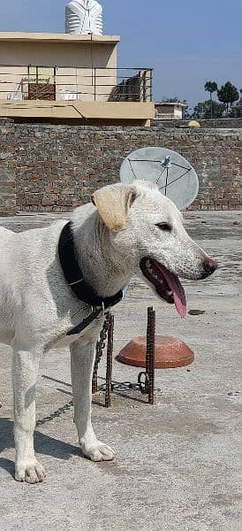 Labrador Female 1