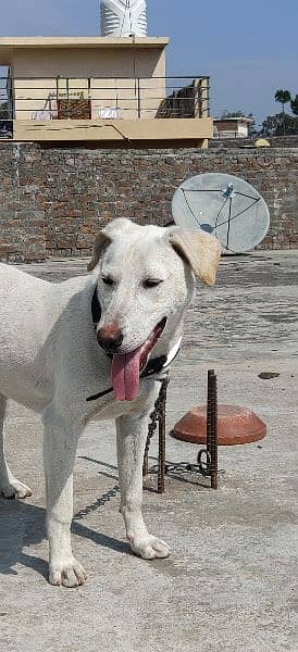 Labrador Female 3