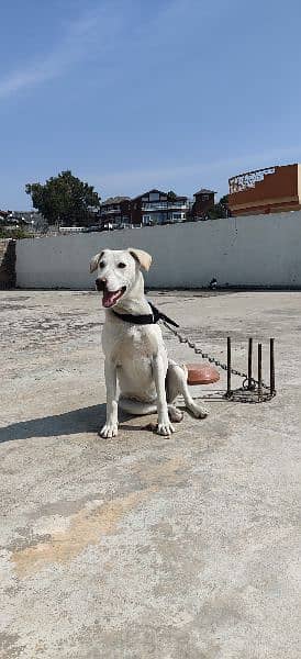 Labrador Female 4