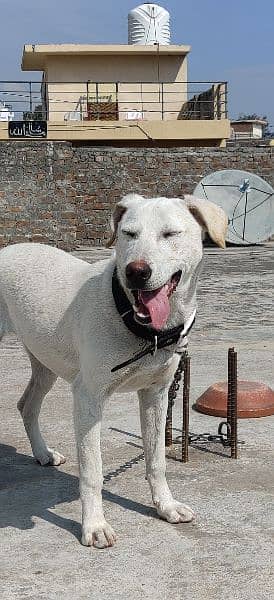 Labrador Female 5