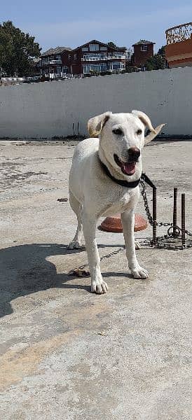 Labrador Female 6