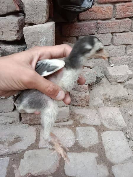 haveay bired chicks khubsor 1