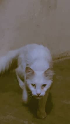 white colour odd eye cat female 0