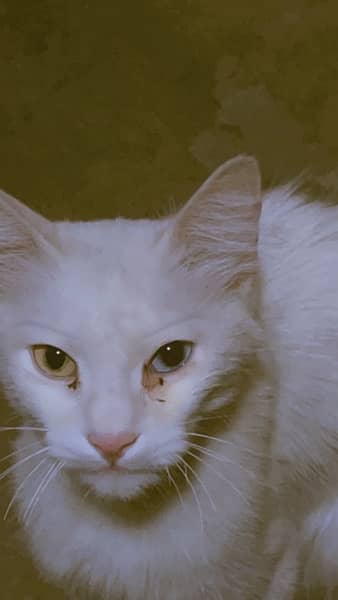white colour odd eye cat female 1