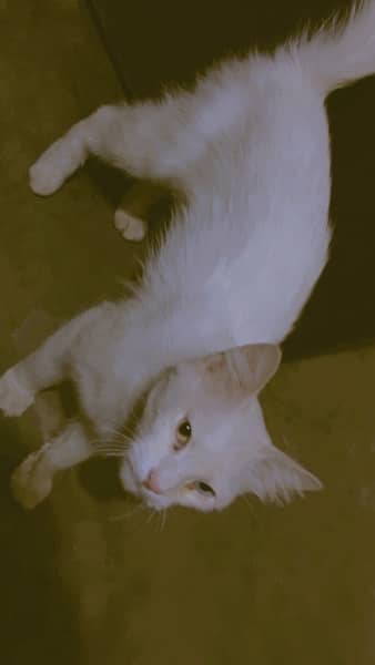 white colour odd eye cat female 2
