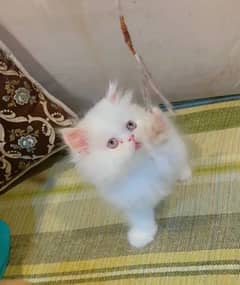 Persian Kittens / Kittens for sale 0