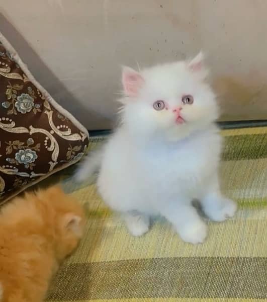 Persian Kittens / Kittens for sale 1