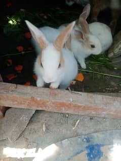 Cute Rabbit Bunnies. Call & Whatsaap 0,319,70,68,234
