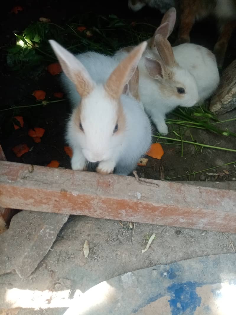 Cute Rabbit Bunnies. Call & Whatsaap 0,319,70,68,234 1