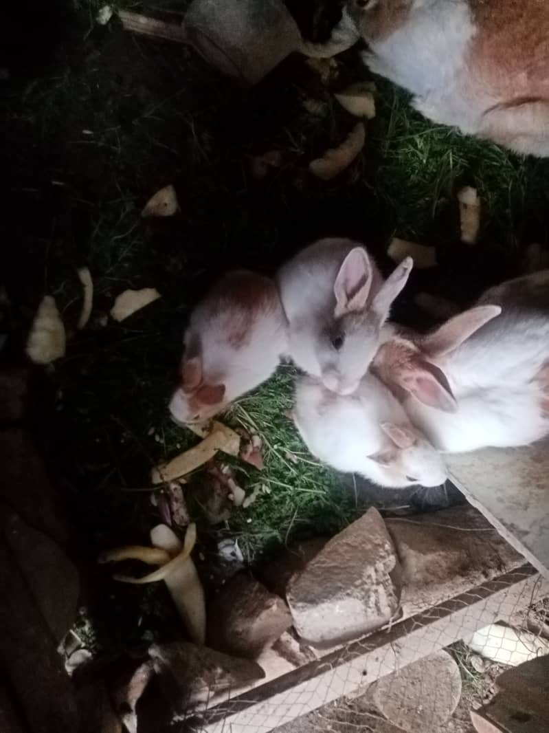 Cute Rabbit Bunnies. Call & Whatsaap 0,319,70,68,234 2