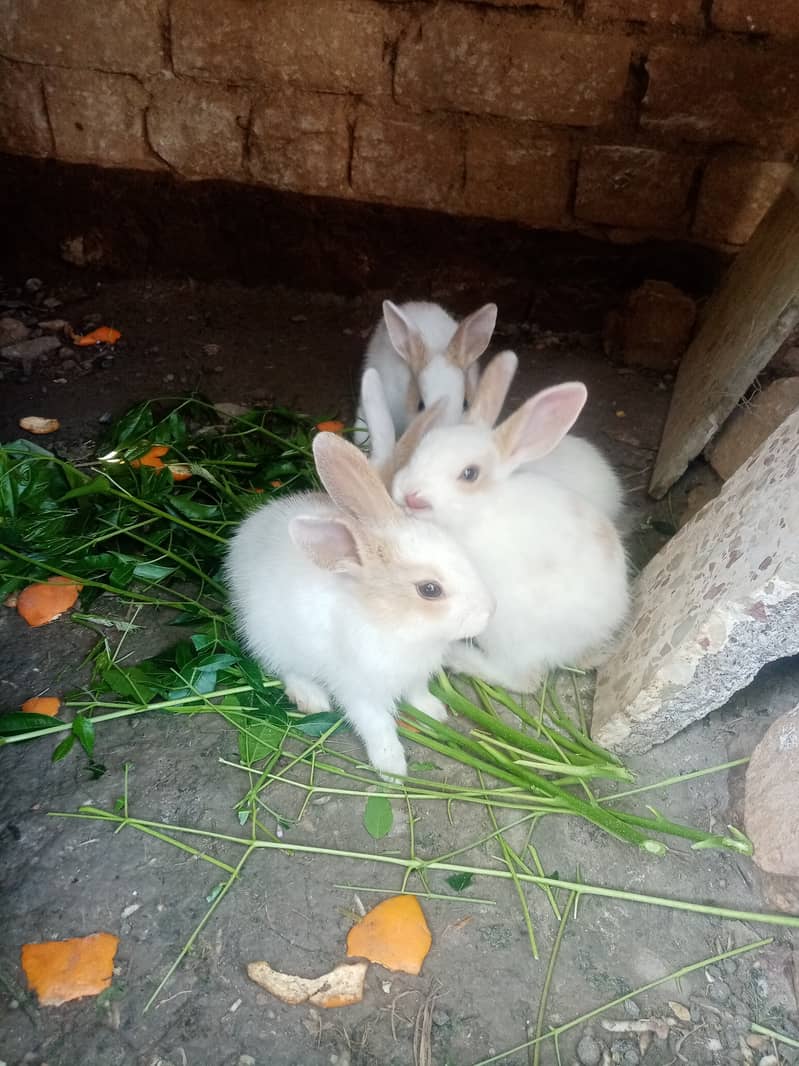 Cute Rabbit Bunnies. Call & Whatsaap 0,319,70,68,234 3