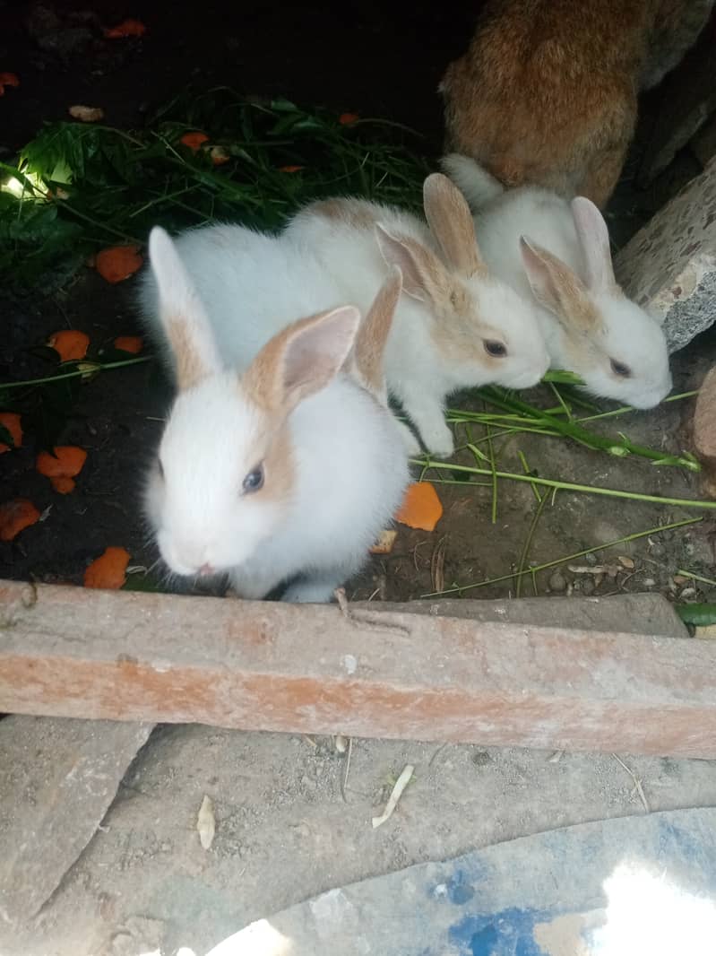 Cute Rabbit Bunnies. Call & Whatsaap 0,319,70,68,234 5