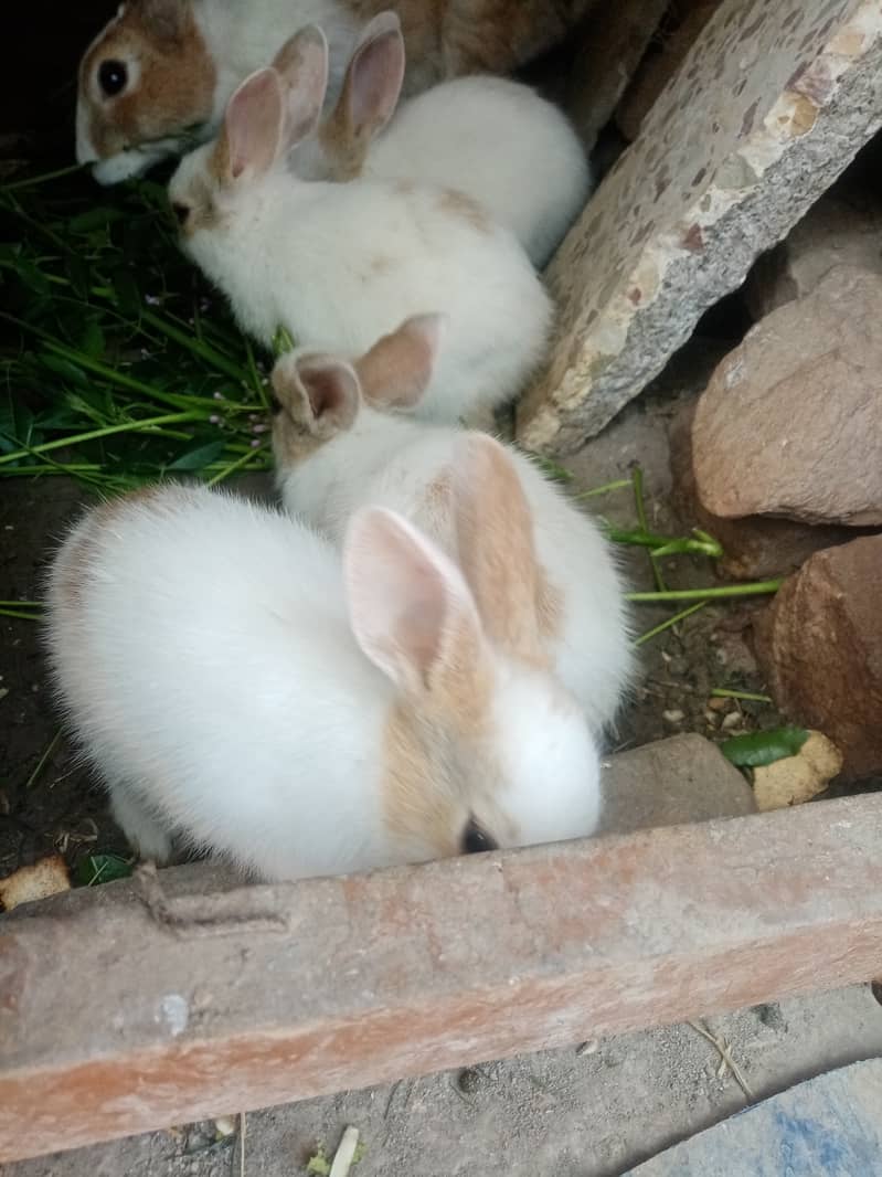 Cute Rabbit Bunnies. Call & Whatsaap 0,319,70,68,234 11