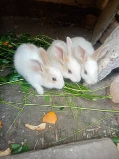 Cute Rabbit Bunnies. Call & Whatsaap 0,319,70,68,234