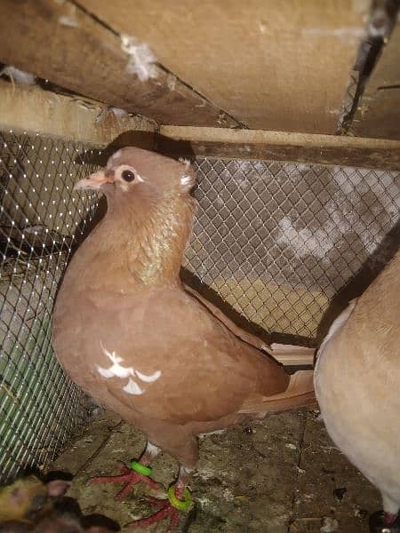 Healthy, Active,Breeder Pair with two smart chicks. 2