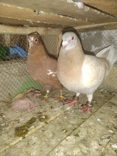 Healthy, Active,Breeder Pair with two smart chicks. 4