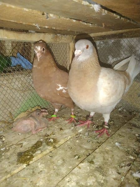 Healthy, Active,Breeder Pair with two smart chicks. 5