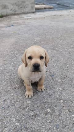 Labrador Puppy for Adoption!!