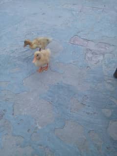 duck pair 0