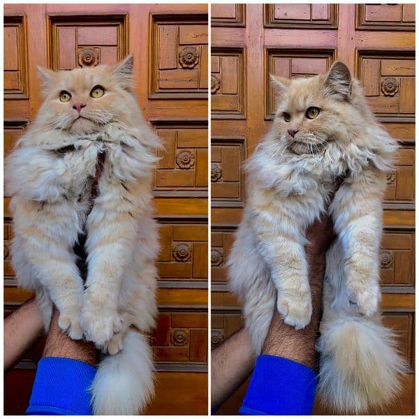 Persian hamalian british punch face piki face cat's and kitten's 11