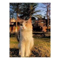 Persian hamalian british punch face piki face cat's and kitten's 0