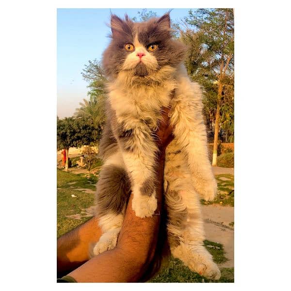 Persian hamalian british punch face piki face cat's and kitten's 4